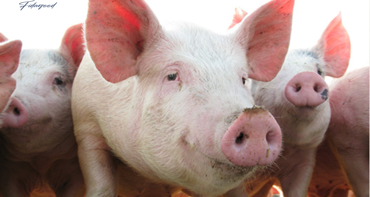 A pig with an enhanced immune system