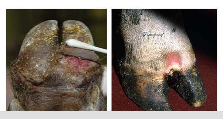 Foot-and-mouth disease (FMD) lesions in cow hooves