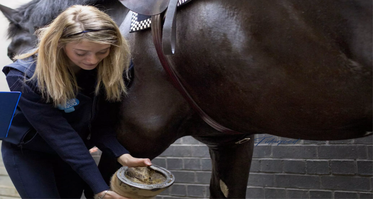 monitor the horse closely during this transition period