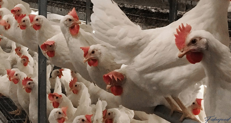 Better Lighting for Long-Term Success in egg production