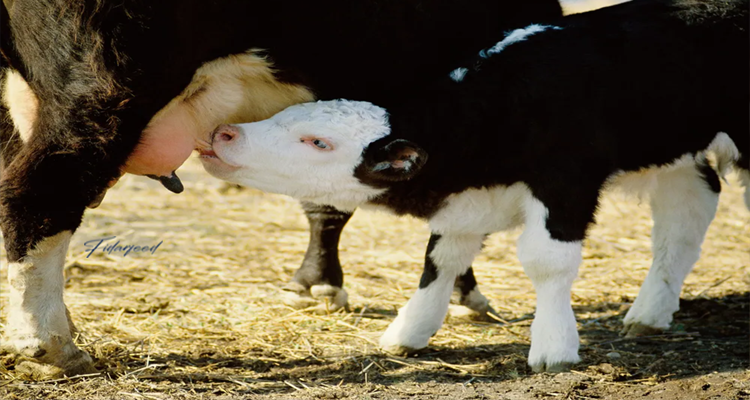  A calf receiving colostrum
