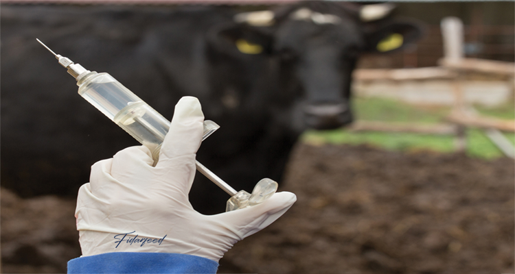 Vaccination in Foot-and-Mouth Disease Management