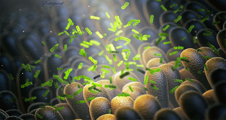 Probiotics in the gut of animals