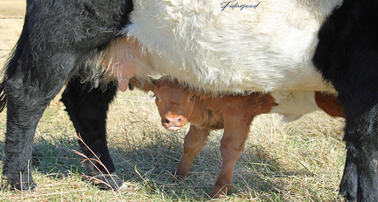 A calf next to its mother