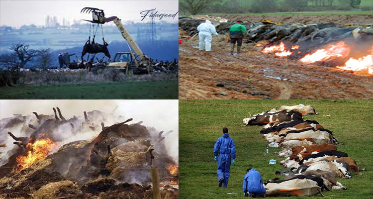 Outbreak of foot and mouth disease in United Kingdom and other countries in 2001