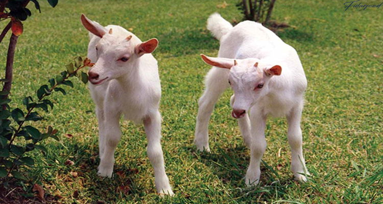 Genetically modified sheep