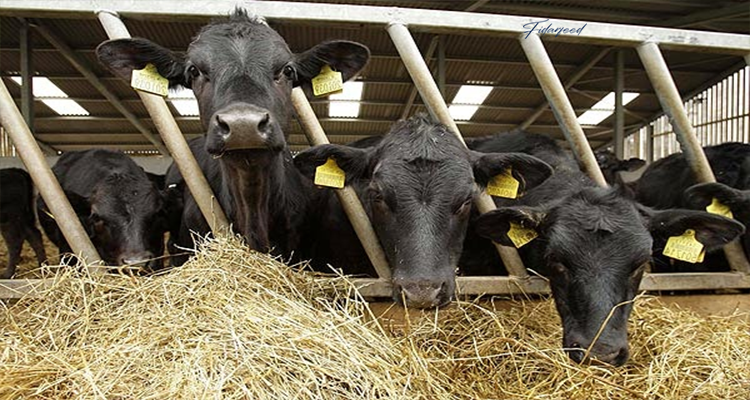 Comprehensive Guide to Starting Cattle Farming: Where to Begin?