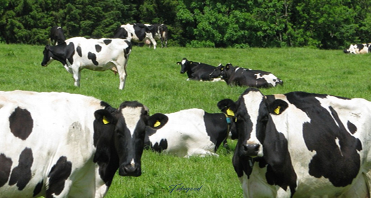 Why Holstein Cows Are an Excellent Choice for Milk Production