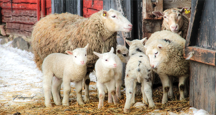 Ideal Feeding Program for Sheep at Different Growth Stages