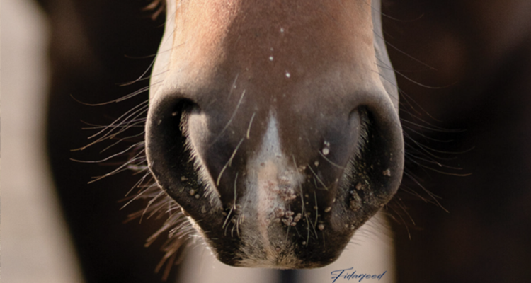 Equine Chickenpox: A Comprehensive Guide to Prevention and Treatment
