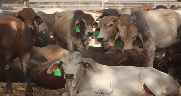 How to Diagnose and Manage Foot-and-Mouth Disease in Cattle?