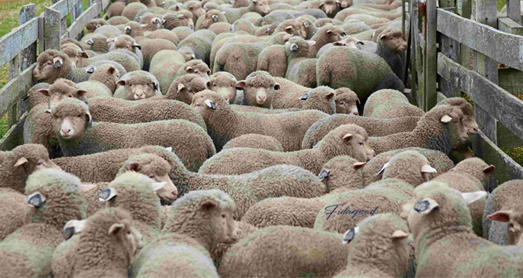 Essential Tips for Livestock Care and Hygiene on Sheep Farms