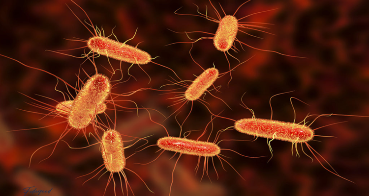 Microbiology's Impact on the Future of Animal Feed Additives