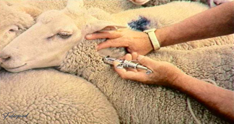 Sheep vaccination 