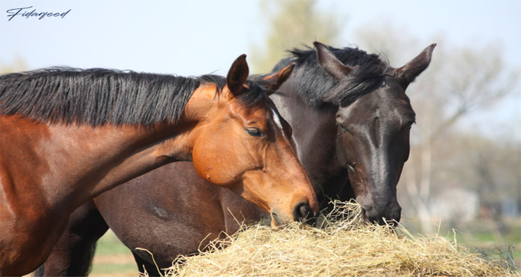 Optimal Nutrition for Horses to Prevent Stress and Boost Health