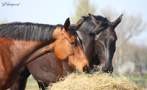 Optimal Nutrition for Horses to Prevent Stress and Boost Health