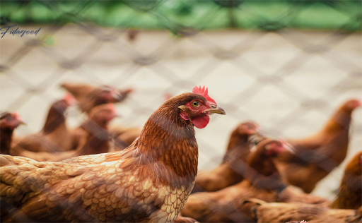 How Proper Lighting Improves Egg Quality and Production in Layer Hens