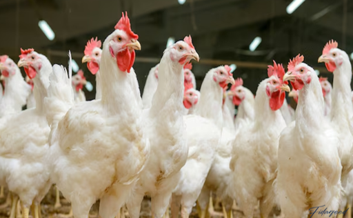 The Role of Humidity in Boosting Broiler Chicken Performance: Practical Solutions for Farmers