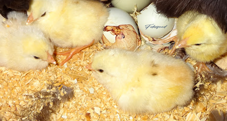 Growth Stages from Chicks to Laying Hens - fidarfeed