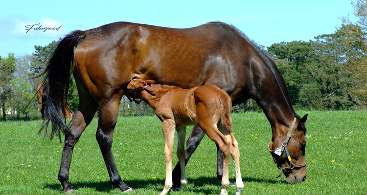 Feeding Young Horses with mother’s milk