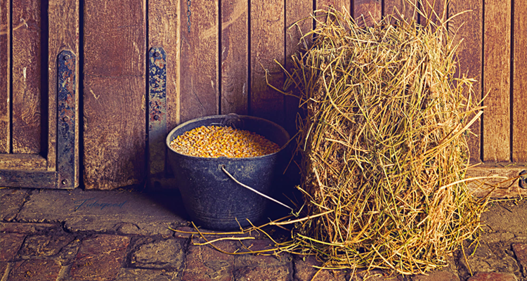 The Role of Forage in Feeding Horses