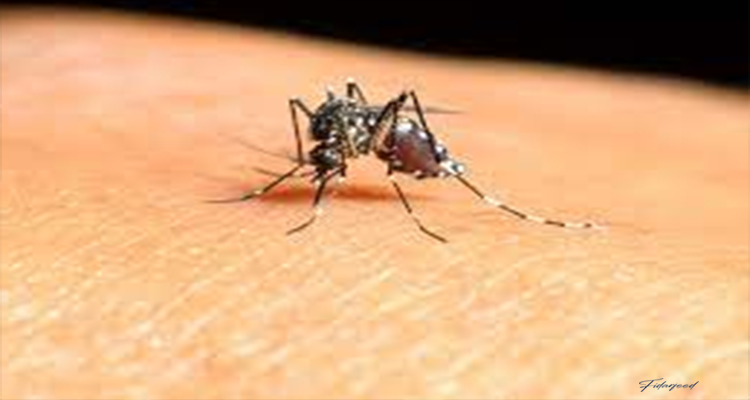 A mosquitoes transmitting Nile fever