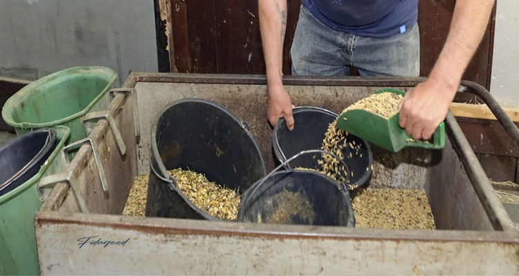 Feeding Horses with Concentrates and Supplements