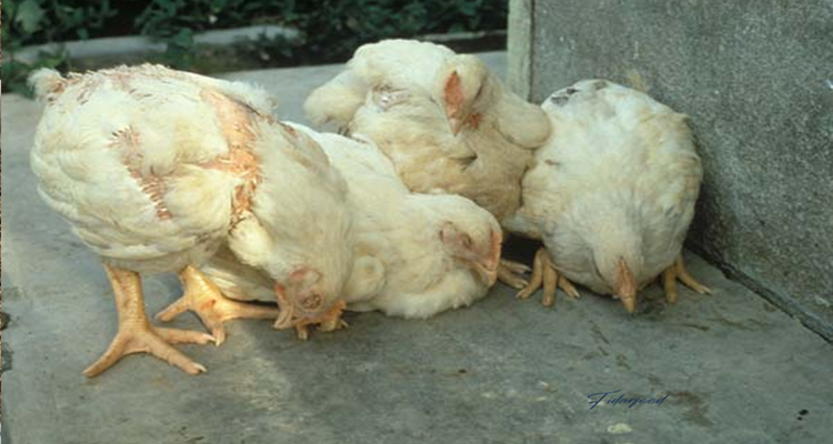 Effective Ways to Prevent Newcastle Disease in Breeder Hens