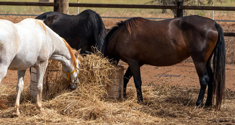 Comprehensive Guide to Feeding Horses: From Young to Adult