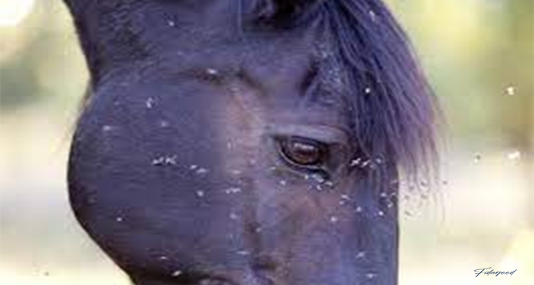 Nile Fever in Horses: Symptoms and Control Methods