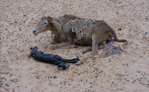 Brucellosis in Sheep