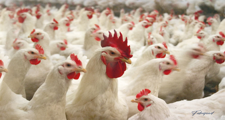 Exploring Layer Breeder Chicken Breeds