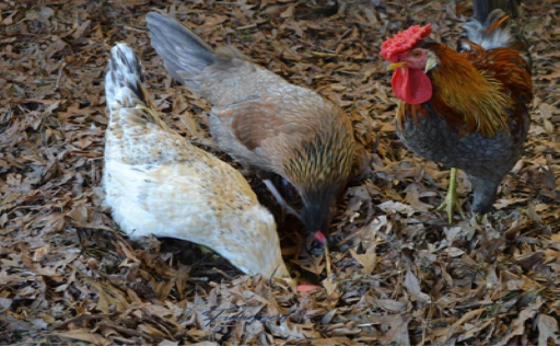 Poultry Waste Management