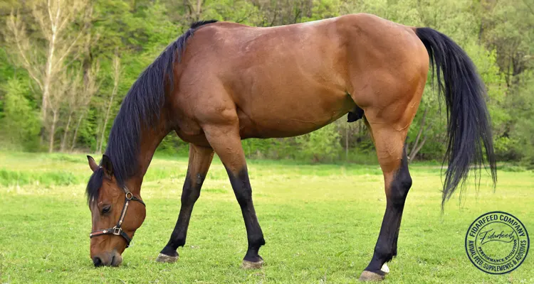 Choosing the Right Horse Breed for Breeding: A Comprehensive Guide