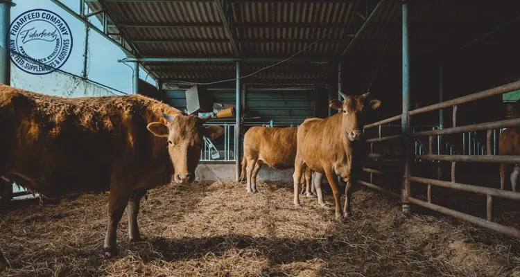 How TMR Silage Cuts Down Veterinary Expenses in Livestock Farming