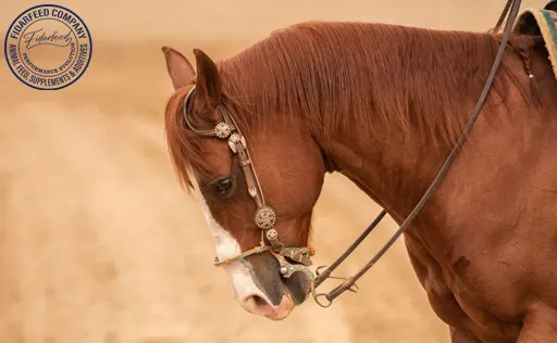 The Hidden Stress in Horses