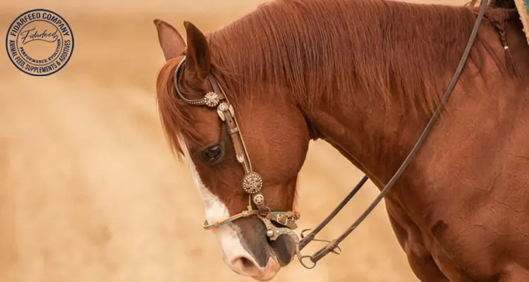 The Hidden Stress in Horses: How Human Actions Affect Welfare