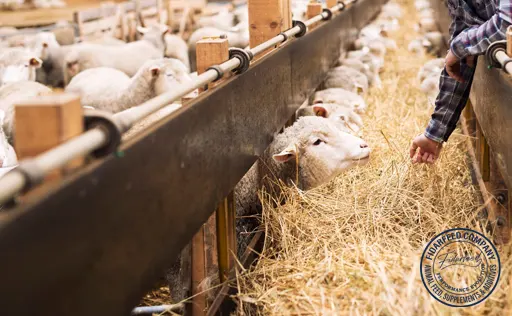 Sheep Farming Equipment