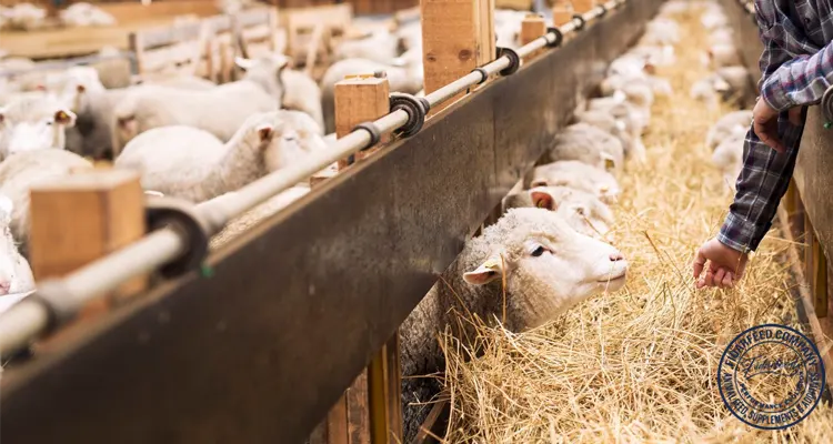 The Ultimate Guide to Sheep Farming Equipment