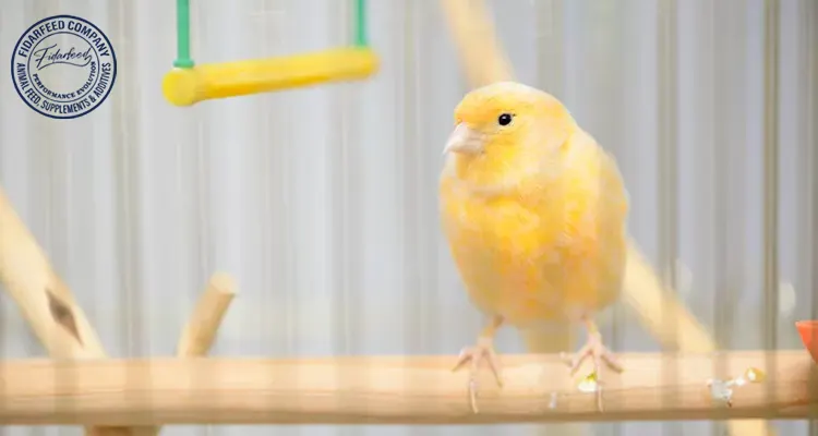 Want a Healthy Pet Bird? Try Probiotics