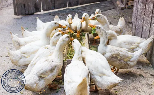 Ready-Made Feed for Livestock, Poultry & Aquaculture at the Best Value