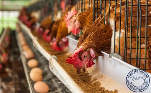 How to Start Egg Laying Chicken Business