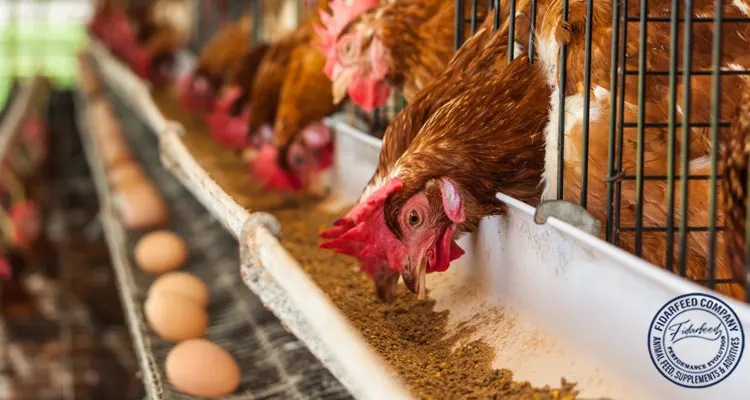 How To Start Egg Laying Chicken Business: Your First Steps