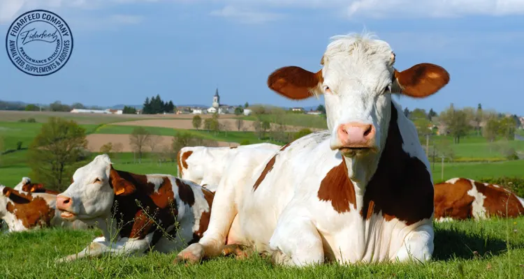 Physical Stress in Cattle: Causes, Effects, and Prevention Strategies