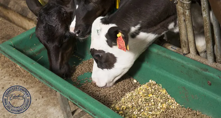 Livestock Feed Suppliers: Your Source for Premium Animal Nutrition