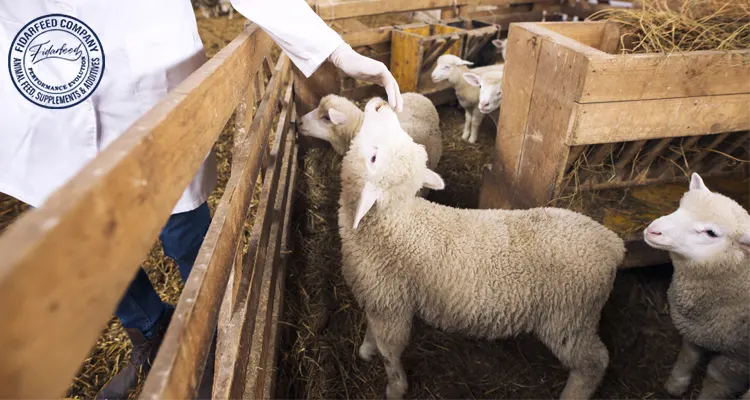 Livestock Feed Suppliers