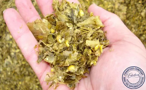 Livestock Productivity with TMR Silage