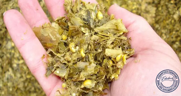 Did You Know Livestock Productivity with TMR Silage Can Double?