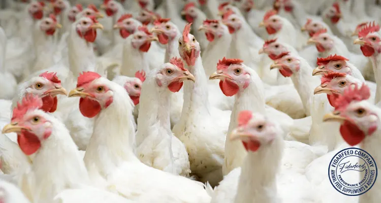 The Benefits of Probiotics in Poultry: A Must-Know Guide