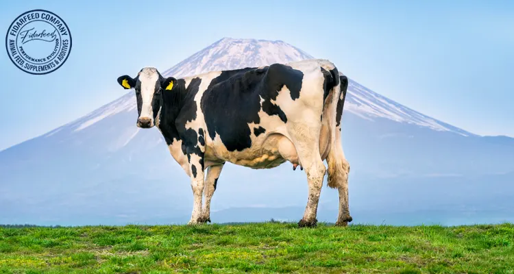 Happy Cows, Healthy Milk: The Power of Balanced Nutrition